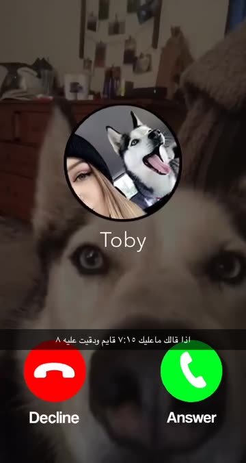 Preview for a Spotlight video that uses the Toby Dog Call Lens