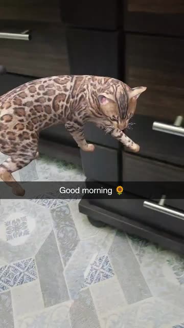 Preview for a Spotlight video that uses the Bengal Cat Lens