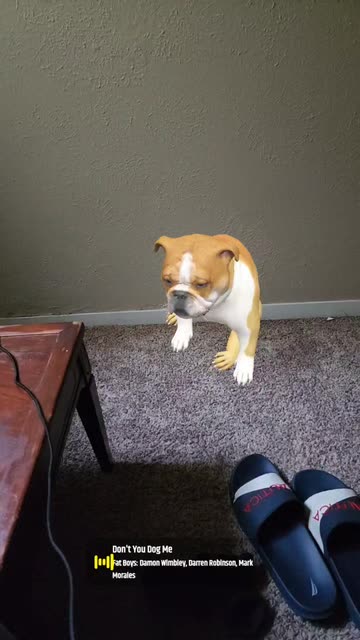 Preview for a Spotlight video that uses the pitbull Lens