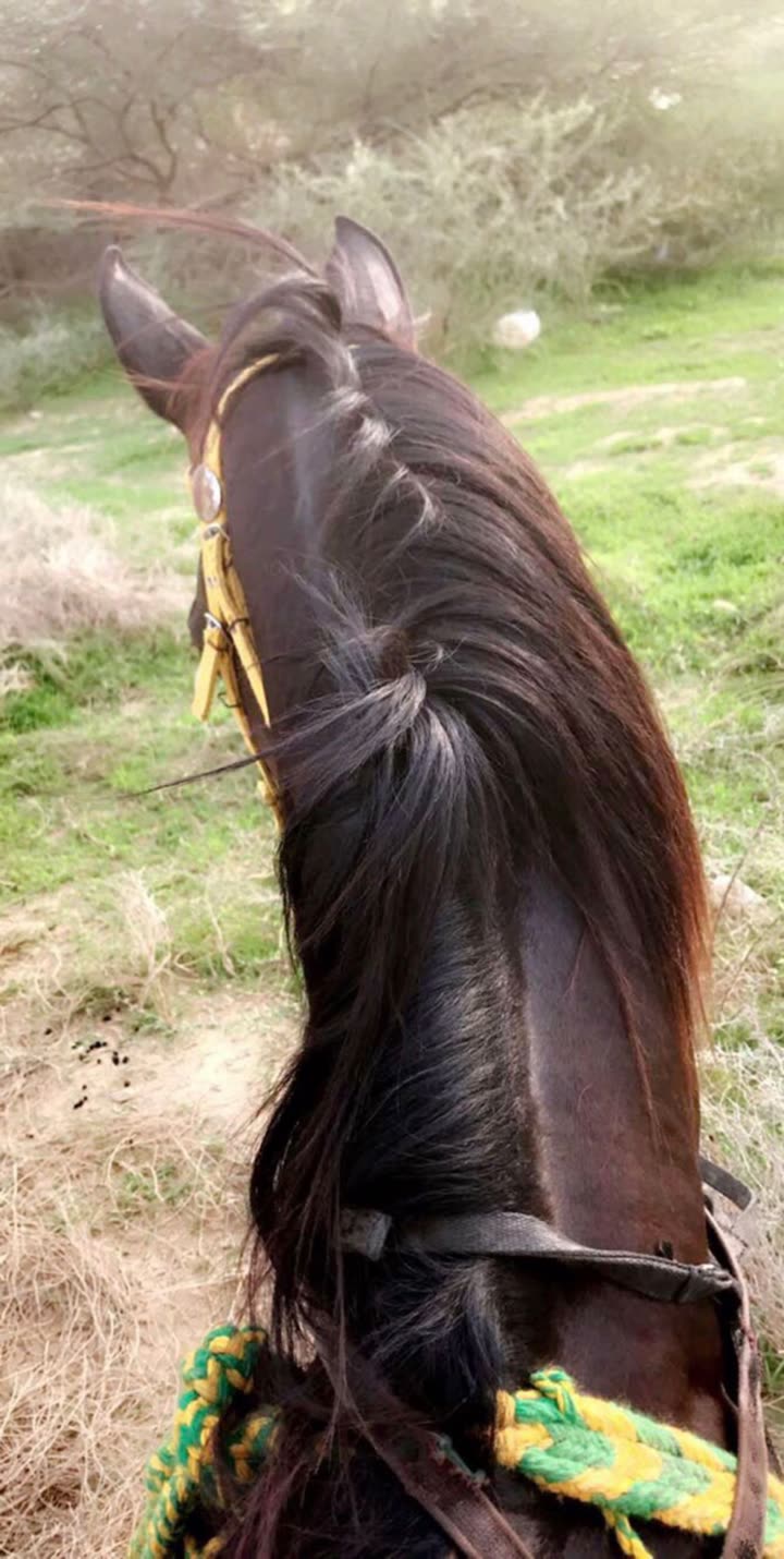 محتوى سناب شات لـ حـَاء .