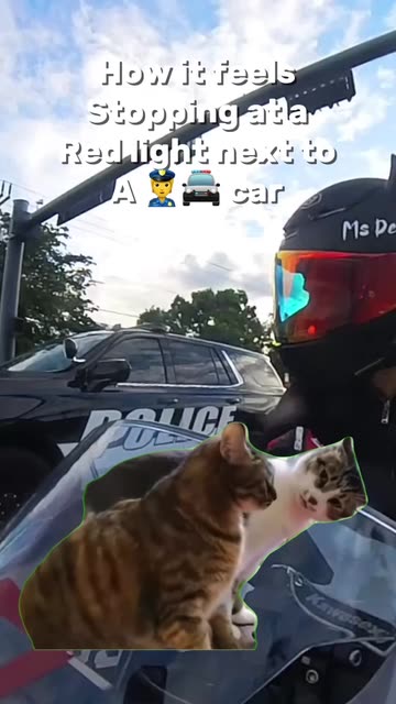 cat riding motorcycle with helmet Pet Dog/Cat Full Face Motorcycle Helmet Outdoor Motorcycle Bike Helmet Hat for Dog Doggie Puppy Kitten Pet Supplies Racing Car Fan Collectible Small Gift (Black-Yellow) Cat In A Helmet Ride