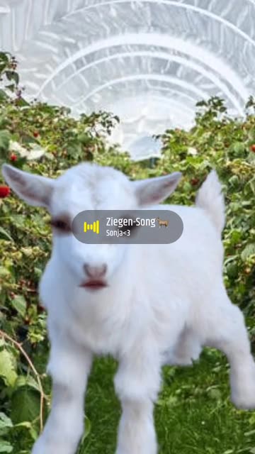 Preview for a Spotlight video that uses the Baby Goat Face Lens