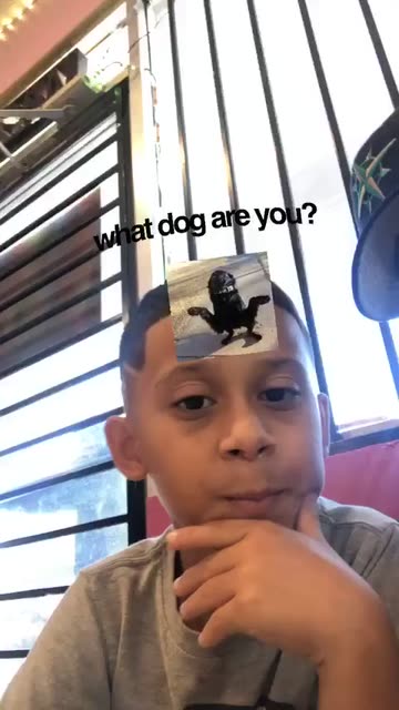 Preview for a Spotlight video that uses the what dog are you Lens