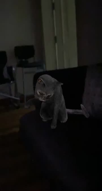 Preview for a Spotlight video that uses the Cute Cat 3D Lens