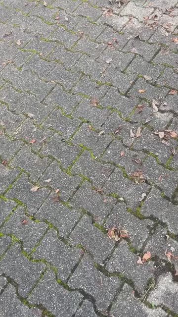 Preview for a Spotlight video that uses the Dinooo Lens
