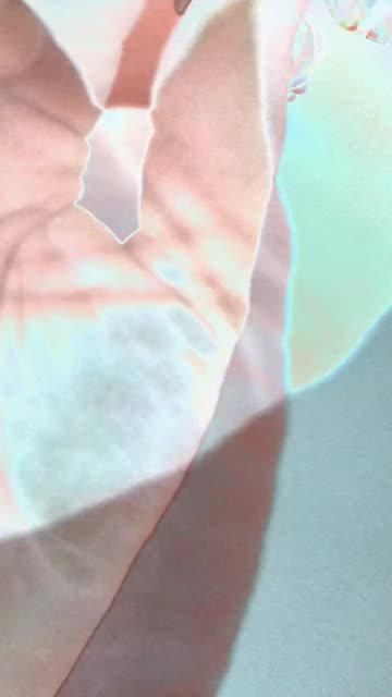 Preview for a Spotlight video that uses the Morph Lens
