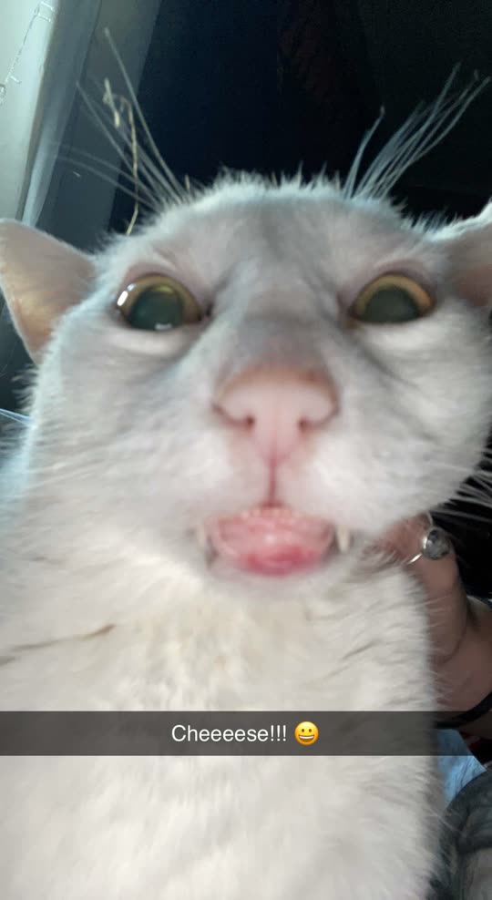 gabbycupcake33