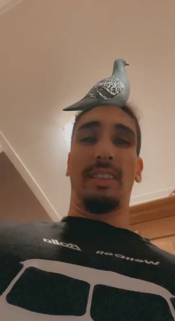 Preview for a Spotlight video that uses the Pigeon on Head Lens