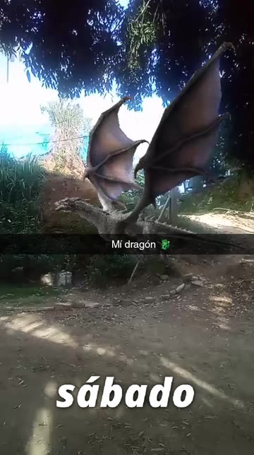Preview for a Spotlight video that uses the Dragon Fly Lens