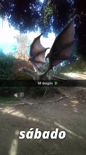 Preview for a Spotlight video that uses the Dragon Fly Lens