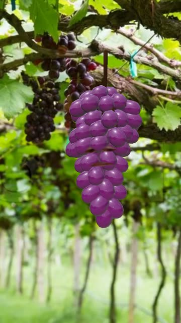 Preview for a Spotlight video that uses the Grapes Head Lens