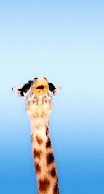 Preview for a Spotlight video that uses the Cute Giraffe  Lens
