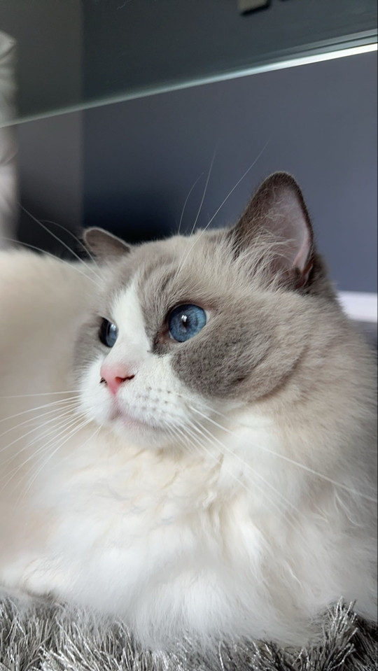 tabbylookofsky