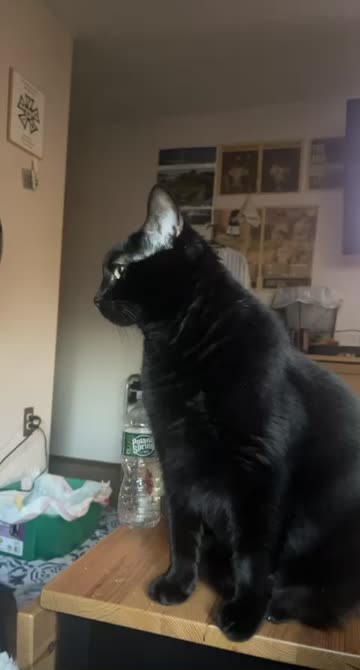 Preview for a Spotlight video that uses the Pet Lens