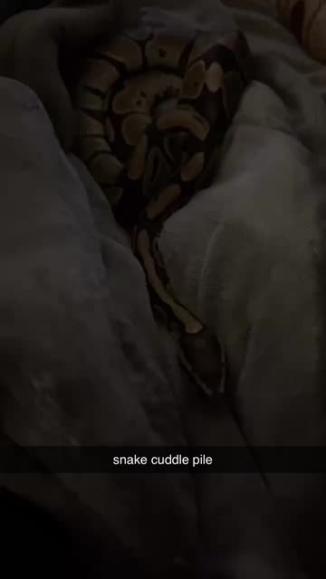 Eden Kaya 🦇🌙