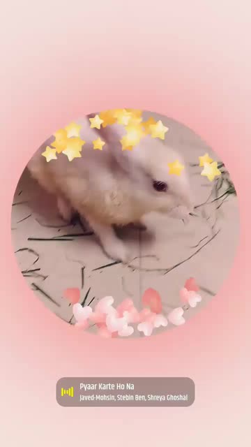 Preview for a Spotlight video that uses the Stars and Hearts Lens