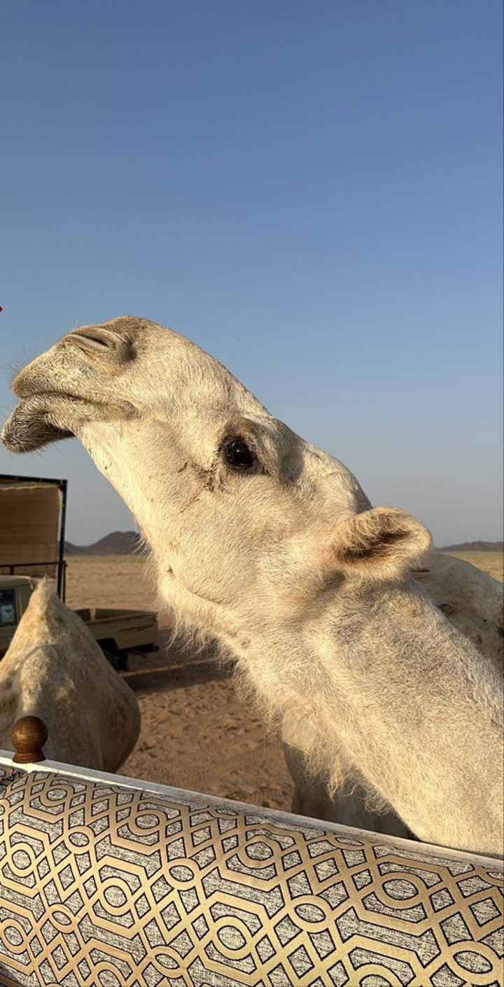 محتوى سناب شات لـ Abdulaziz Al-Moheef