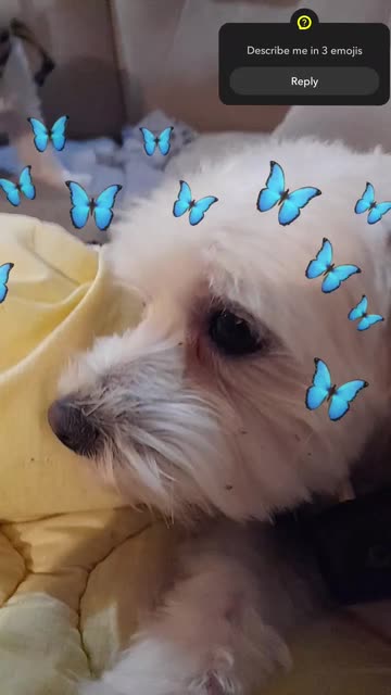 Preview for a Spotlight video that uses the for dogs and cats Lens