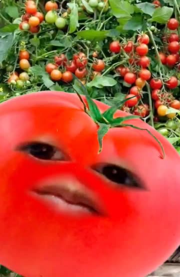 Preview for a Spotlight video that uses the tomato Lens