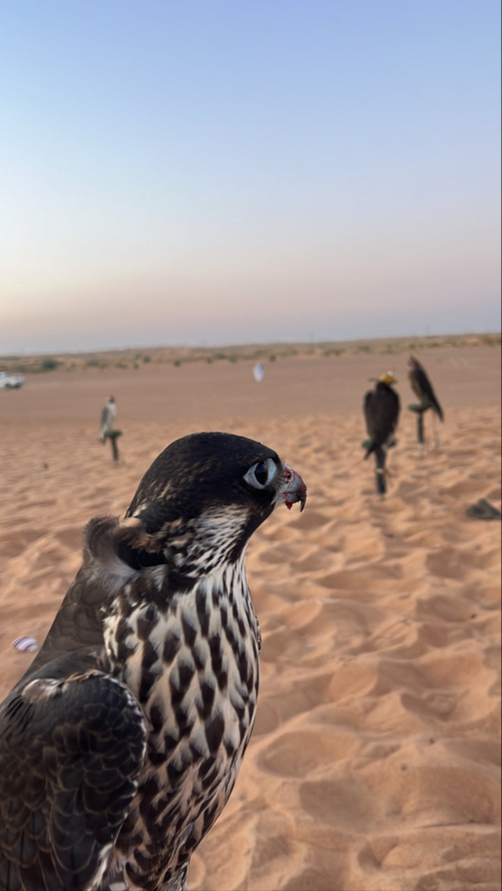 محتوى سناب شات لـ صقر بن ناصر 🌟