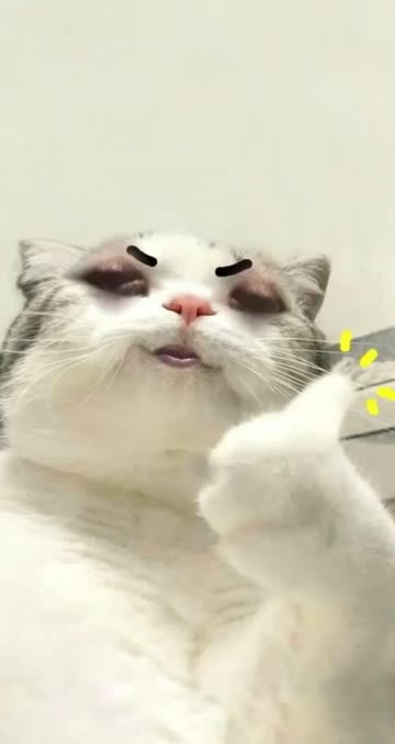 Preview for a Spotlight video that uses the cat thumbs up Lens