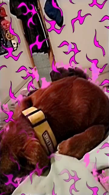 Preview for a Spotlight video that uses the PINK FLAMES Lens