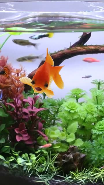 Preview for a Spotlight video that uses the Goldfish Lens