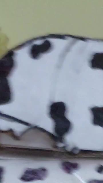Preview for a Spotlight video that uses the Lesbian Blush Lens