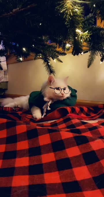 Preview for a Spotlight video that uses the Leo Glasses Lens