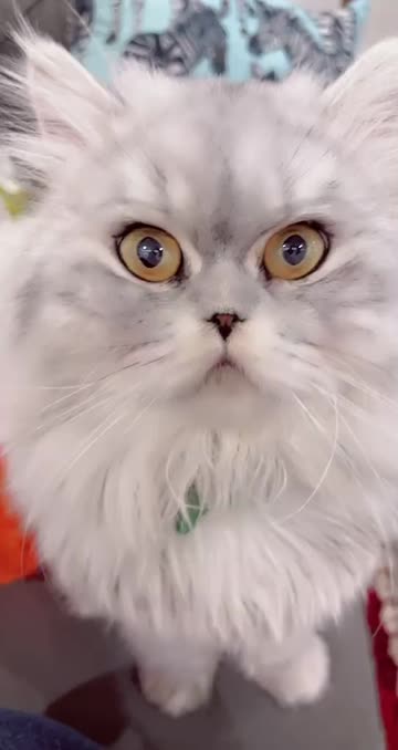 Preview for a Spotlight video that uses the Sarolyy Lens