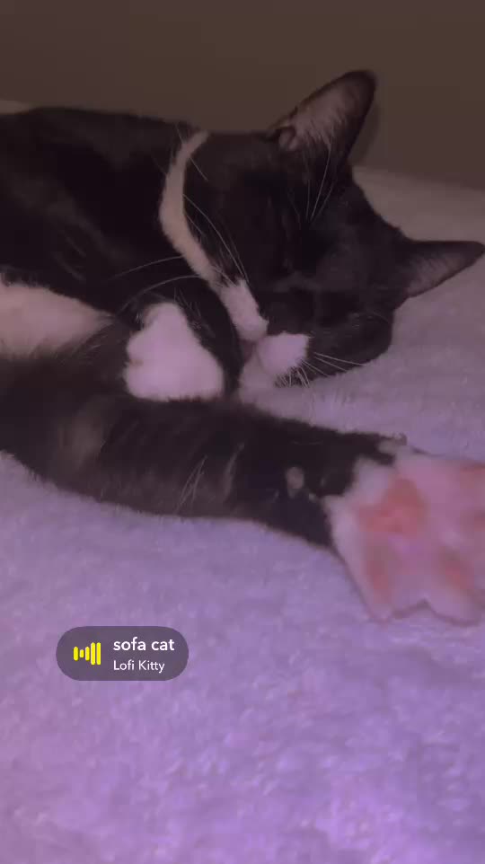 plume2feline
