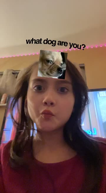 Preview for a Spotlight video that uses the what dog are you Lens