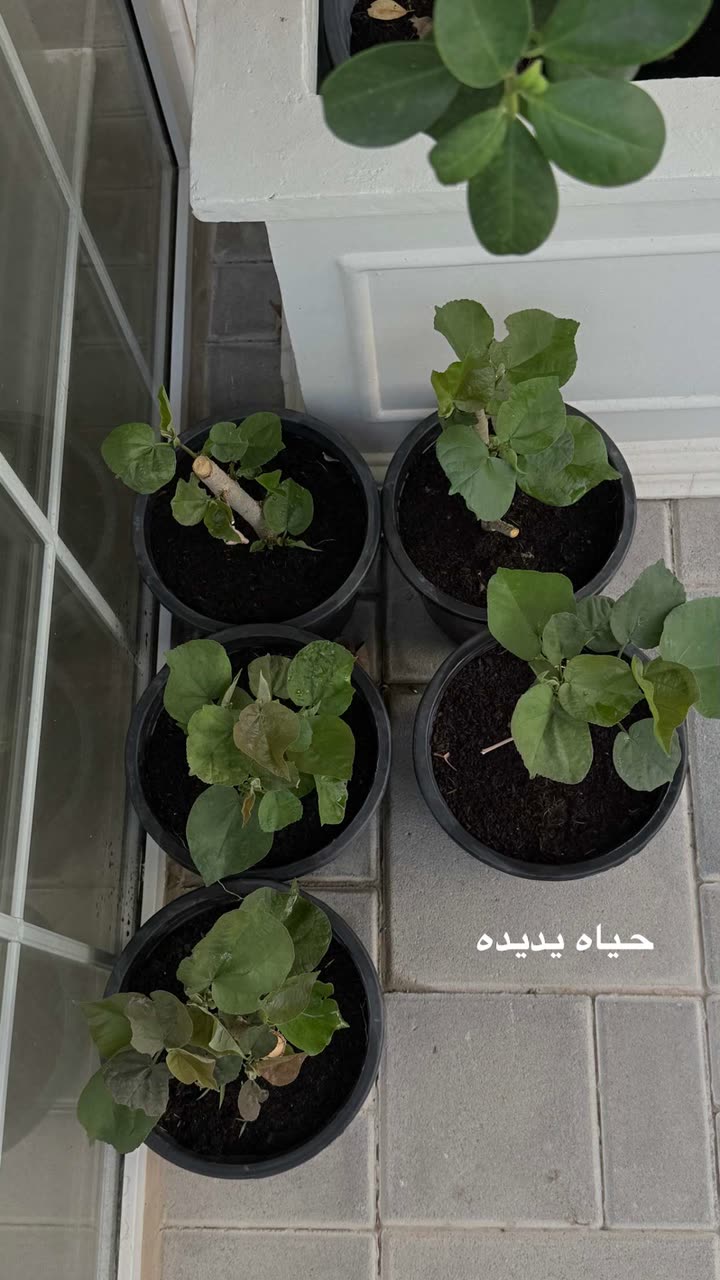 محتوى سناب شات لـ عفرا السويدي 🦋