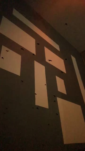 Preview for a Spotlight video that uses the Sky Birds Lens