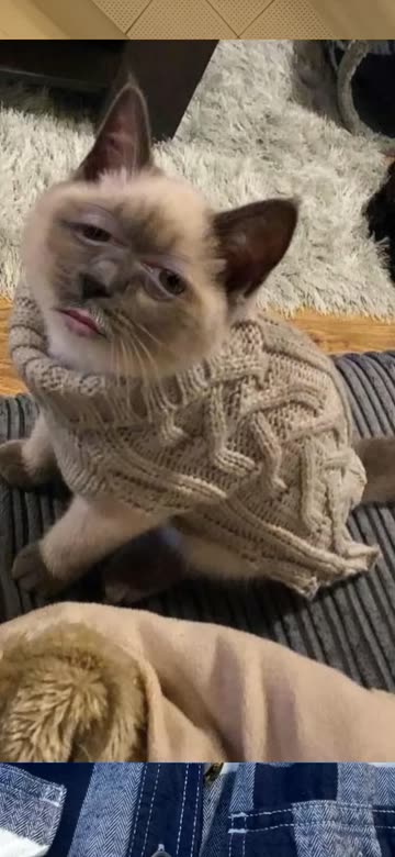 Preview for a Spotlight video that uses the Sweater cat Lens