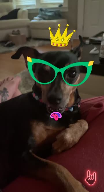 Preview for a Spotlight video that uses the Pet filter Lens