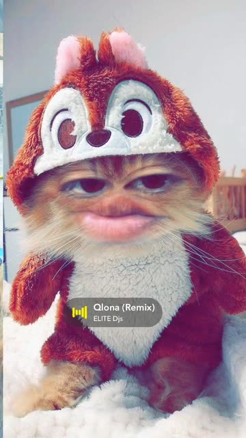 Preview for a Spotlight video that uses the Chipmunk Cat Lens