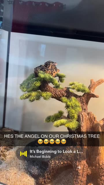 Spotlight content by a Snapchat user