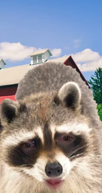 Preview for a Spotlight video that uses the Spooky Raccoon Lens