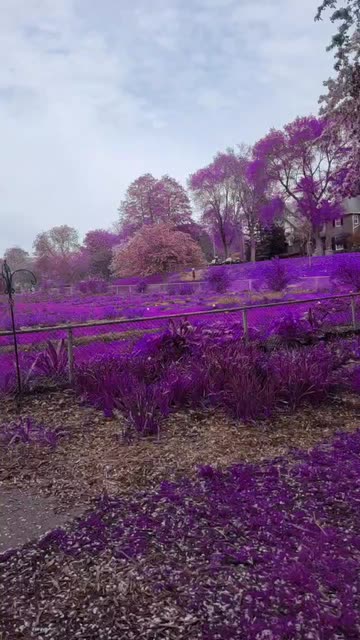 Preview for a Spotlight video that uses the PINK PURPLE GRASS Lens