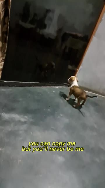 Preview for a Spotlight video that uses the Subtitles Lens