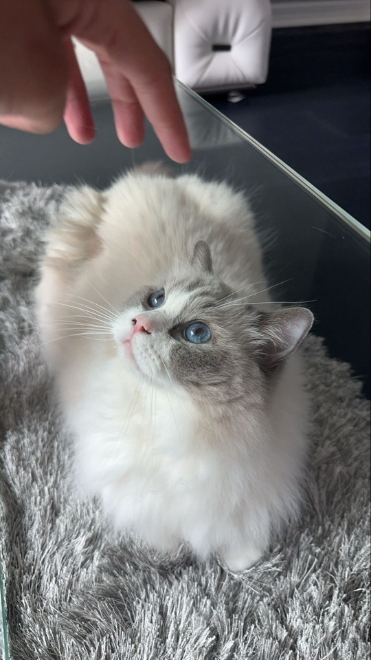 tabbylookofsky