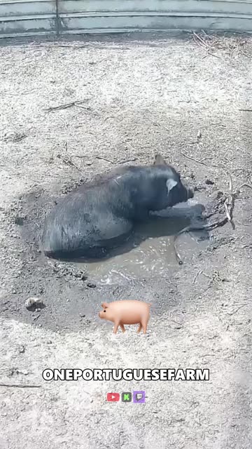 Pig Blowing Bubbles Videos