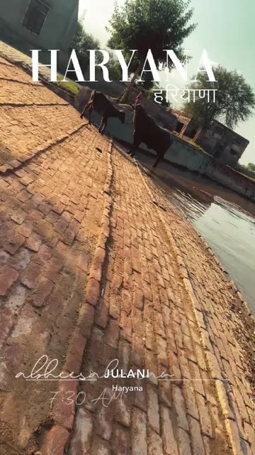 Preview for a Spotlight video that uses the Haryana Lens