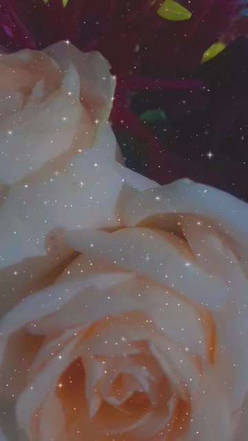 Preview for a Spotlight video that uses the Full of Stars Lens