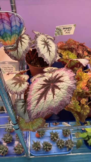 How To Grow Celosia Plants Videos