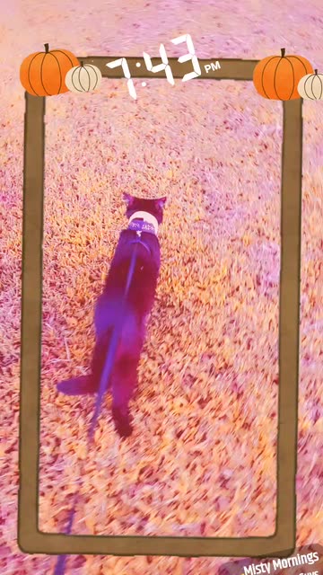 Preview for a Spotlight video that uses the Golden Hour JS Lens