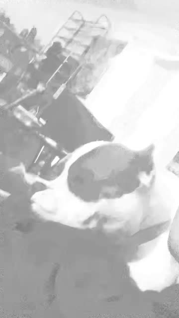 Preview for a Spotlight video that uses the Pencil Sketch Lens