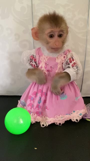 open lace back dress Amazon.com: RXDOLL Lifelike Monkey Baby Doll Silicone Full Body Vinyl 22  Inch Real Life Reborn Baby Dolls Detailed Orangutan Realistic Baby Dolls  That Look Real Monkey Reborn Doll : Toys & Games