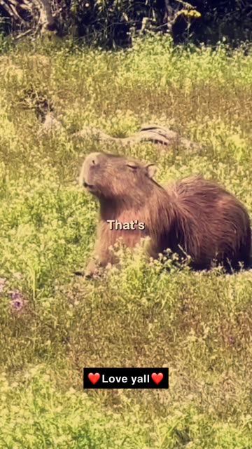 Capybara Animals Videos